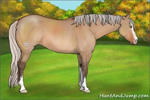 Horse Color:Silver Bay Dun Sabino 
