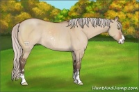 Horse Color:Silver Brown Dun Sabino Rabicano 