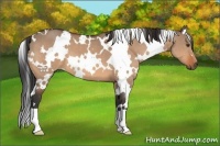 Horse Color:White Spotted Brown Dun