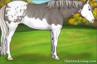 Horse Color:Silver Blue Roan Splash Appaloosa Rabicano 