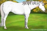 Horse Color:Silver Black Sabino Appaloosa 