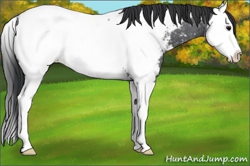 Horse Color:Blue Roan Sabino Splash Appaloosa 
