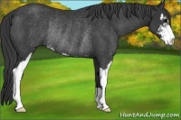 Horse Color:Black Sabino Rabicano 
