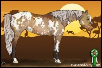 Horse Color:White Spotted Silver Bay Dun Appaloosa 