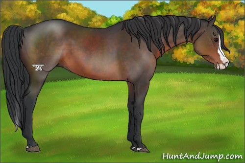 Horse Color:Brown Sabino Splash