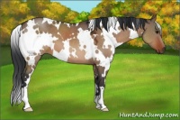 Horse Color:White Spotted Bay Dun 