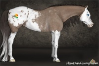 Horse Color:Liver Red Dun Roan Sabino Splash Appaloosa Rabicano 