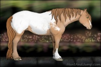 Horse Color:Bay Pearl Snowcap 