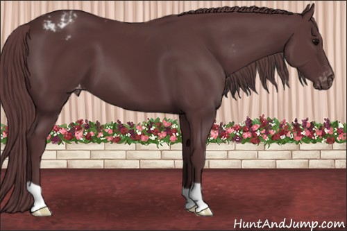 Horse Color:Chocolate Black Appaloosa 