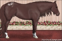 Horse Color:Chocolate Black Appaloosa 