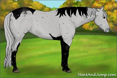 Horse Color:ERROR: UNKNOWN ANOMALY