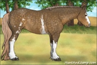 Horse Color:White Spotted Chocolate Palomino Rabicano