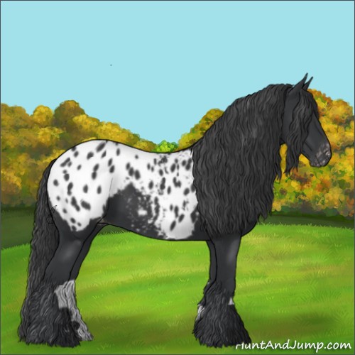 Horse Color:Black Appaloosa 
