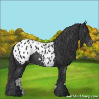 Horse Color:Black Appaloosa 