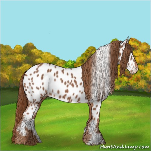 Horse Color:Chestnut Appaloosa 