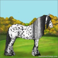 Horse Color:Black Appaloosa