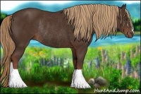 Horse Color:Liver Chestnut Rabicano