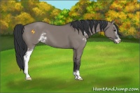 Horse Color:Grullo Sabino 