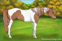 Horse Color:Chestnut Tobiano