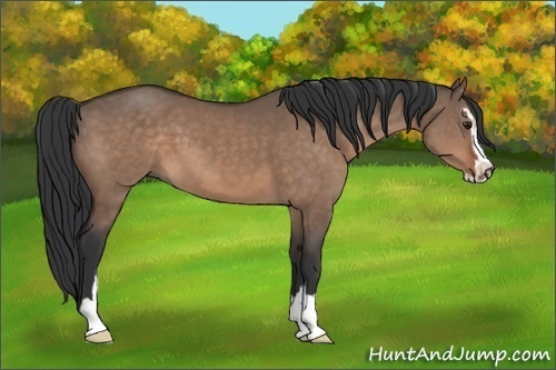 Horse Color:Brown Dun Sabino