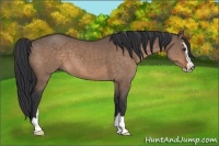 Horse Color:Brown Dun Sabino