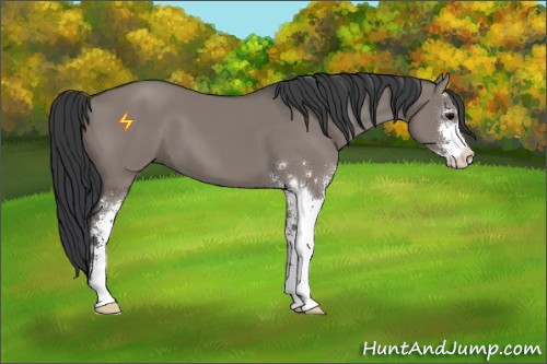 Horse Color:Grullo Sabino