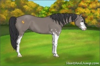 Horse Color:Grullo Sabino 