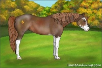 Horse Color:Liver Chestnut Sabino 