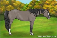 Horse Color:Grullo Sabino