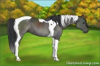 Horse Color:Black Tobiano 