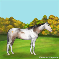 Horse Color:Brown Dun Sabino Tobiano 