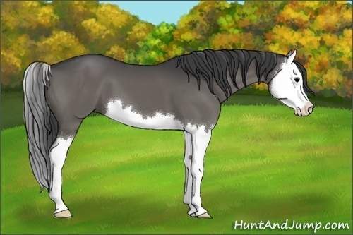 Horse Color:Grullo Sabino Splash