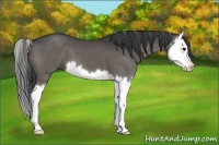 Horse Color:Grullo Sabino Splash 