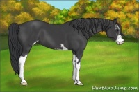 Horse Color:Black Sabino