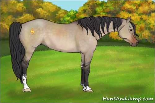 Horse Color:Brown Dun Sabino