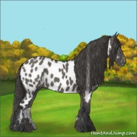 Horse Color:Grullo Near Leopard 