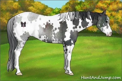 Horse Color:White Spotted Black Sabino Rabicano