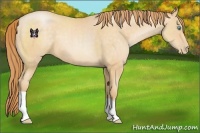 Horse Color:Buckskin Pearl 
