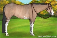 Horse Color:Bay Dun Sabino Rabicano 