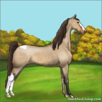 Horse Color:Buckskin Dun Appaloosa 