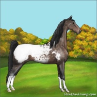 Horse Color:Brown Appaloosa 