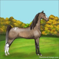 Horse Color:Buckskin Snowcap 
