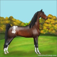 Horse Color:Brown Appaloosa 