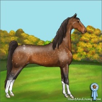 Horse Color:Buckskin Appaloosa 