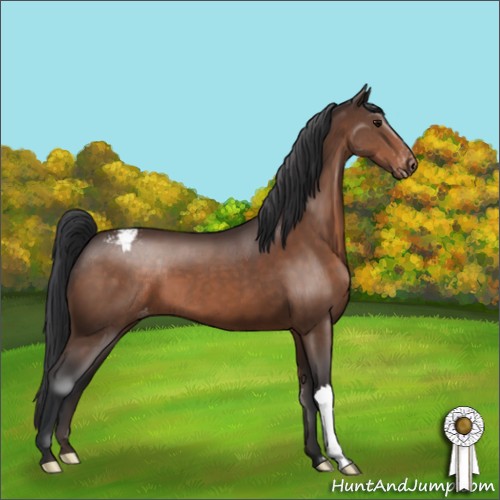 Horse Color:Bay Appaloosa