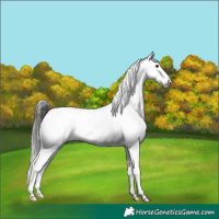Horse Color:Buckskin Appaloosa 