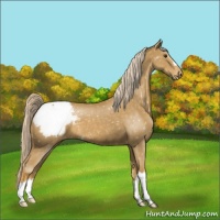 Horse Color:Palomino Appaloosa 