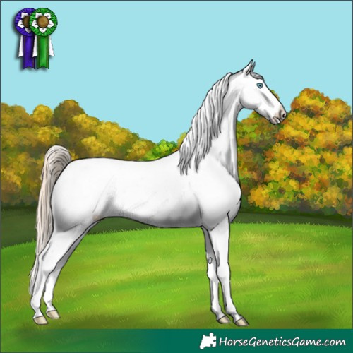 Horse Color:Perlino Appaloosa 