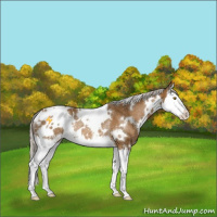 Horse Color:White Spotted Silver Buckskin Splash Appaloosa Rabicano 