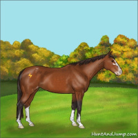 Horse Color:Buckskin Sabino Varnish 